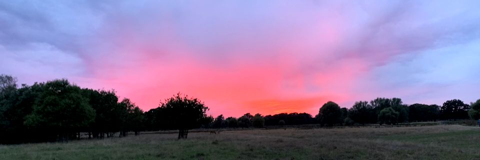 sunset_in_bushy_park
